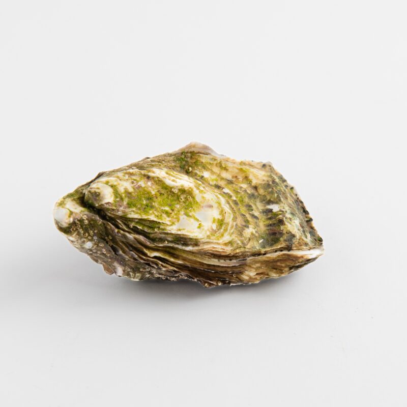 Ostrica d'elite la petite n.1pz